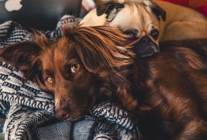CBD para tu perro. ¿Qué deberías saber? - Ecología y Medioambiente