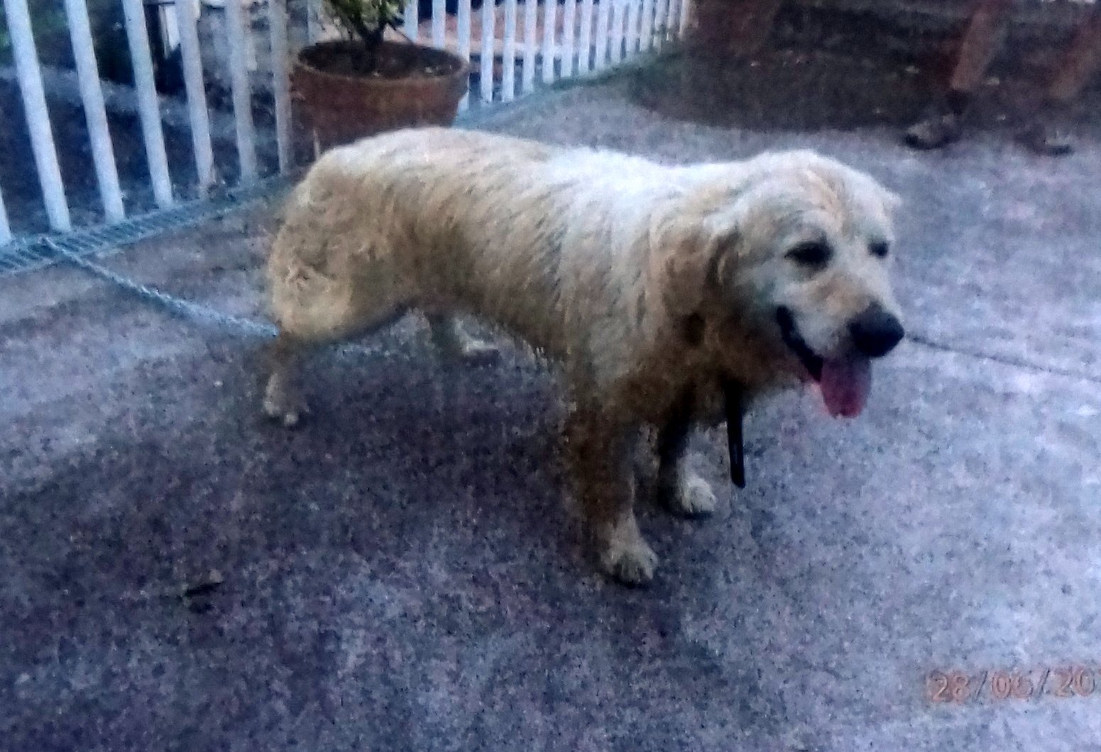 Aparecido perro raza Labrador en el concejo de Colunga - Concejo de Colunga