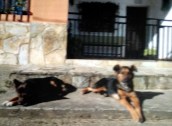 En la localidad de Barrestru han aparecido dos perros. - Concejo de Colunga