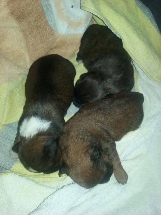 Continúa el abandono de perros en el concejo de Colunga - Concejo de Colunga