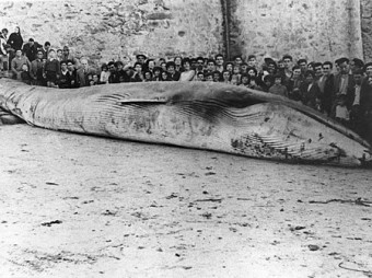 Cultura Llanes. Visita alumnos IES Llanes exposición Llanes y las Ballenas - Concejo de Llanes