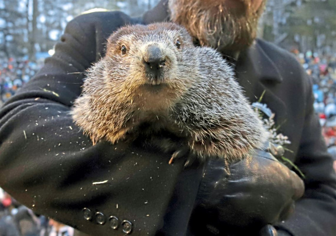 Phil, la marmota, predice un largo invierno - Ecología y Medioambiente