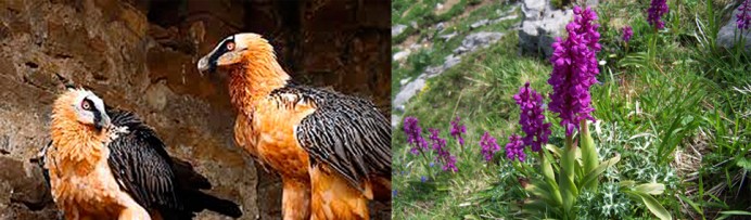 Asturias invertirá 74.000 euros en evaluar la biodiversidad del Parque Nacional de los Picos de Europa - Picos de Europa