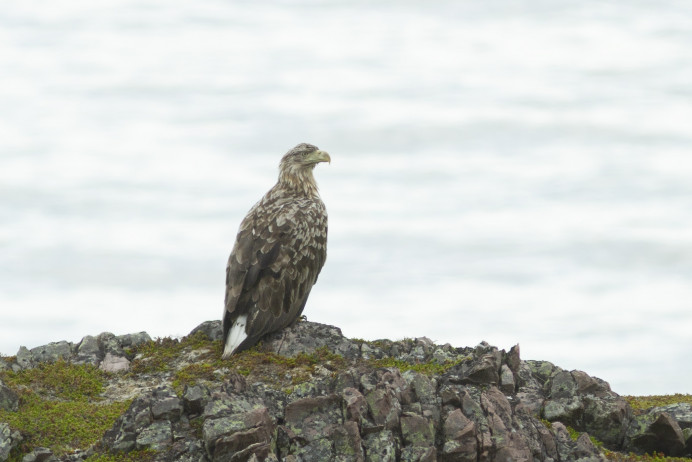 Ecologistas de Asturias: Reiteramos la petición de la retirada inmediata de los pigargos liberados en Asturias - Concejo de Ribadedeva