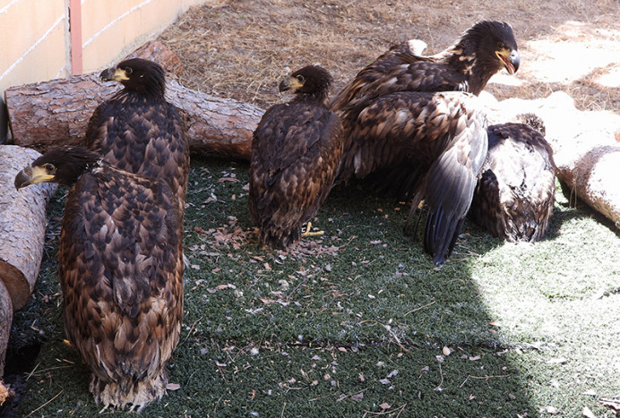 Ecologistas de Asturias: Pedimos la paralización de la reintroducción del pigargo en Asturias - Ecología y Medioambiente