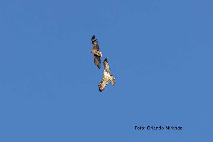Ecologistas de Asturias: Los pigargos liberados en Ribadedeva son un peligro para la fauna salvaje - Concejo de Ribadedeva