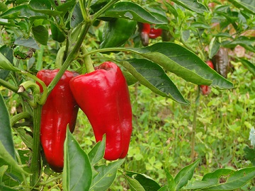 Restaurante El Cenador de los Canónigos: productos 100% ecológicos - Patrocinadores