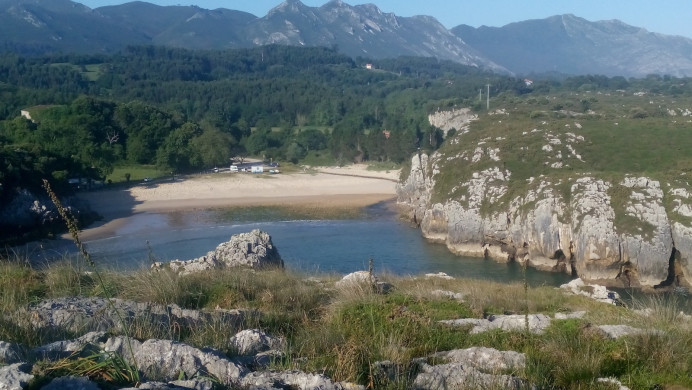Ecologias Asturias: No se puede permitir plantar eucalipto en Cuevas del Mar en Llanes - Ecología y Medioambiente