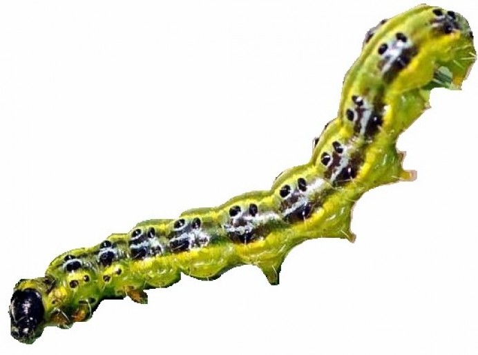 La polilla del boj empieza a  extenderse por el concejo de Colunga - Concejo de Colunga