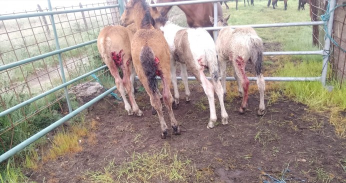 USAGA exige que los fondos por daños del lobo lleguen íntegramente a los ganaderos - Asturias