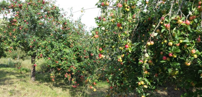 Apoyo a los recolectores de manzana - Concejo de Villaviciosa