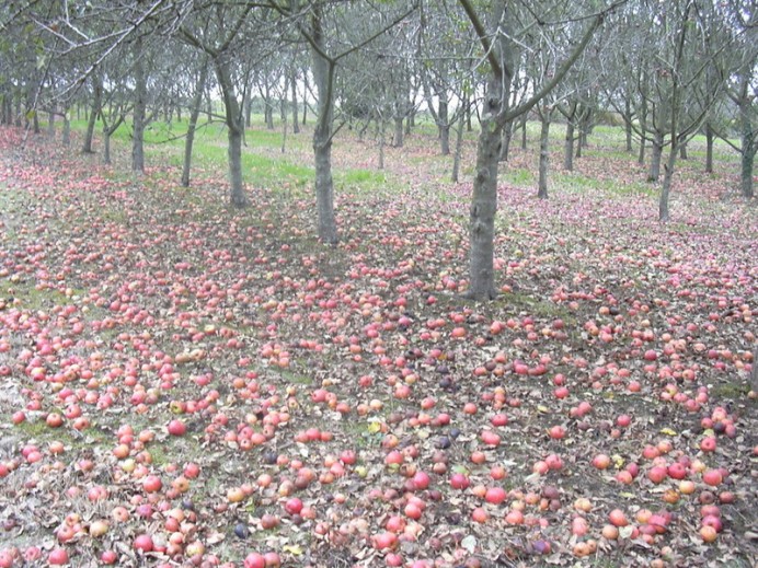 IU explorará vías para relanzar el mercado de la manzana de sidra autóctona - Comarca de la Sidra