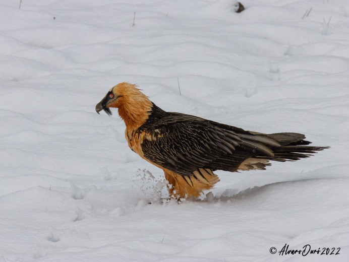 Dos parejas de quebrantahuesos crían ya en Cantabria: la Fundación para la Conservación del Quebrantahuesos confirma el nacimiento de un pollo en Liébana - Ecología y Medioambiente