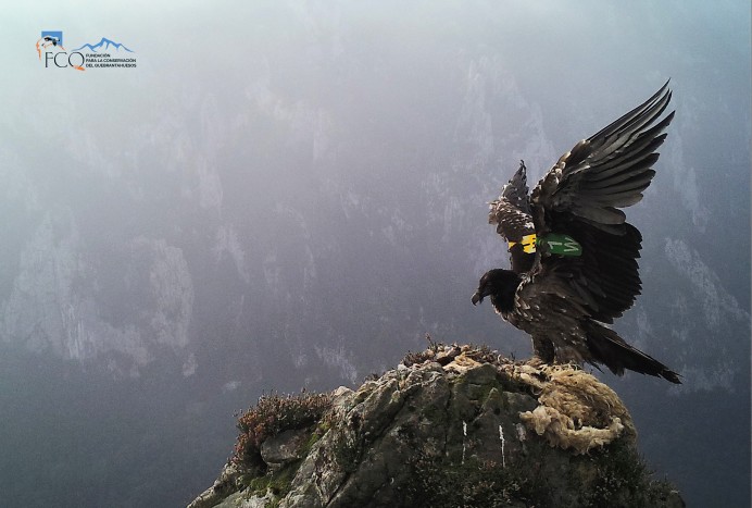 Tres pollos de quebrantahuesos nacen en libertad en los Picos de Europa, consolidando la recuperación de la especie - Picos de Europa