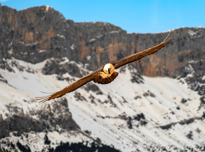 Redeia, FCQ e IREC detectan mosquitos transmisores de enfermedades letales para las aves y fauna en Picos de Europa - Picos de Europa
