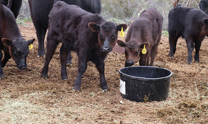 Los agricultores y ganaderos asturianos podrán solicitar conjuntamente por primera vez el pago único y las ayudas de incorporación a la actividad - Asturias