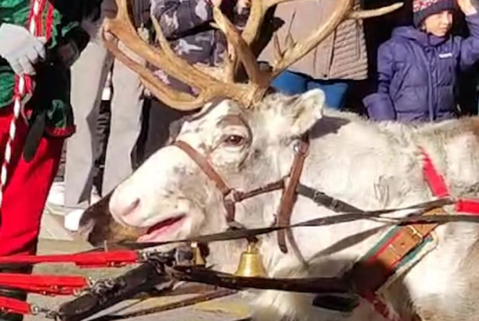 Renos exhaustos vuelven a protagonizar la cabalgata Navideña denunciada por PACMA en Oviedo - Asturias