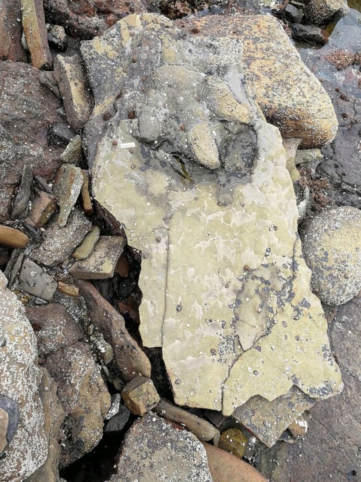 Recuperación de una huella de terópodo en los acantilados de Tazones con la ayuda del helicóptero del SEPA - Concejo de Colunga