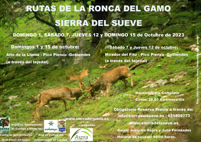 Ronca del gamo en el Sueve - Concejo de Colunga