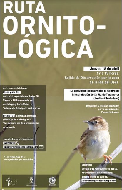 Ruta ornitológica en Ribadedeva - Concejo de Ribadedeva