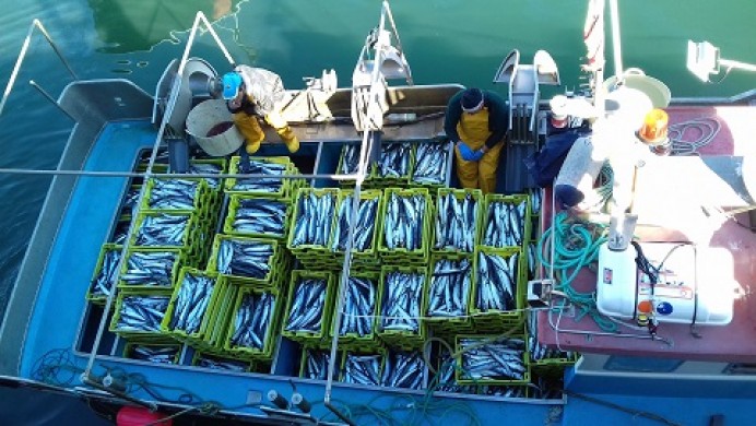 Llanes, iniciativa solidaria reparto xarda a familias - Concejo de Llanes