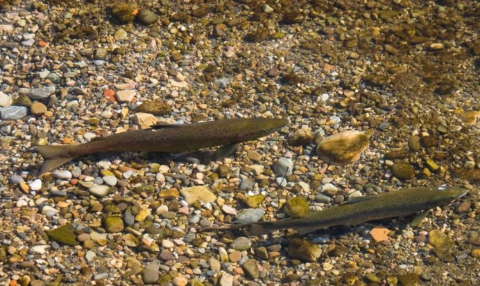 La venta del salmón esta ayudando a acabar con el en los ríos asturianos - Ecología y Medioambiente