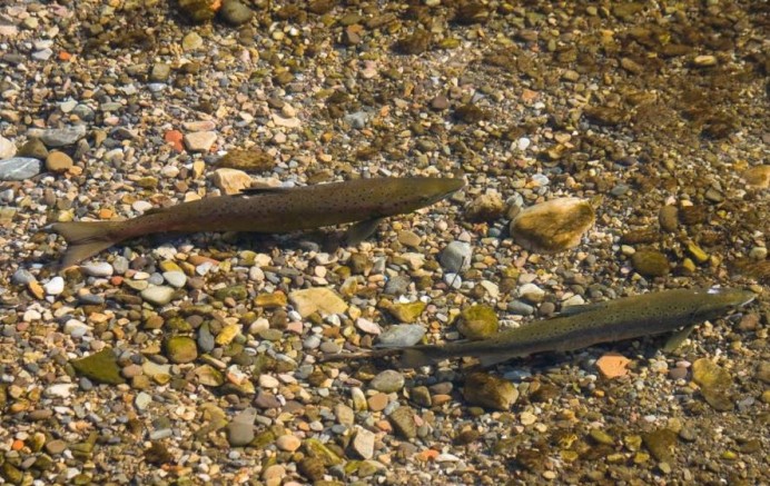 Pedimos que no se maten mas salmones y truchas en los ríos asturianos - Ecología y Medioambiente