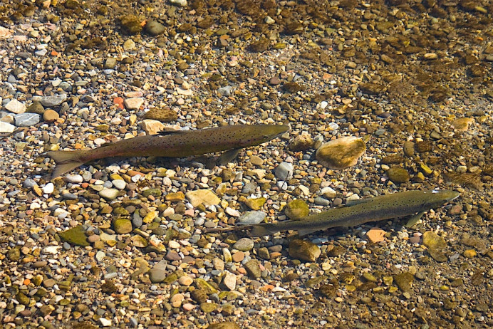 Este domingo vamos camino de acabar con el salmón en los ríos asturianos - Ecología y Medioambiente