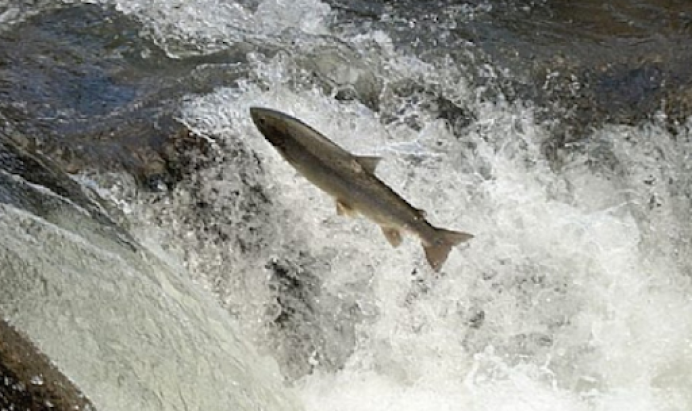 El Principado comienza las repoblaciones de salmón en los ríos del Parque Natural de Ponga - Oriente de Asturias