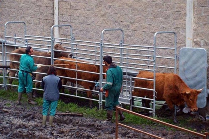 Campaña de Saneamiento Ganadero 2016 - Concejo de Piloña