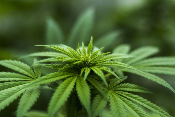 La variedad ilimitada de productos de CBD - Información General
