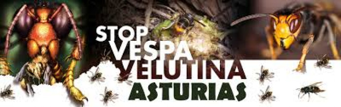 El Principado confirma un ligero descenso de la presencia de la avispa asiática en Asturias respecto a 2020 - Asturias