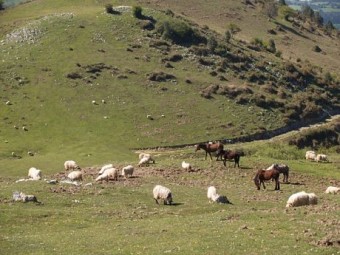 Prindado de reses en los pastos de El Sueve - Concejo de Colunga