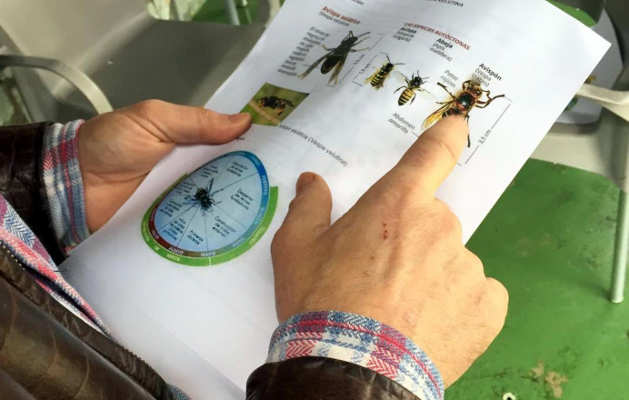 Llanes, Plan municipal de lucha contra la avispa asiática - Concejo de Llanes