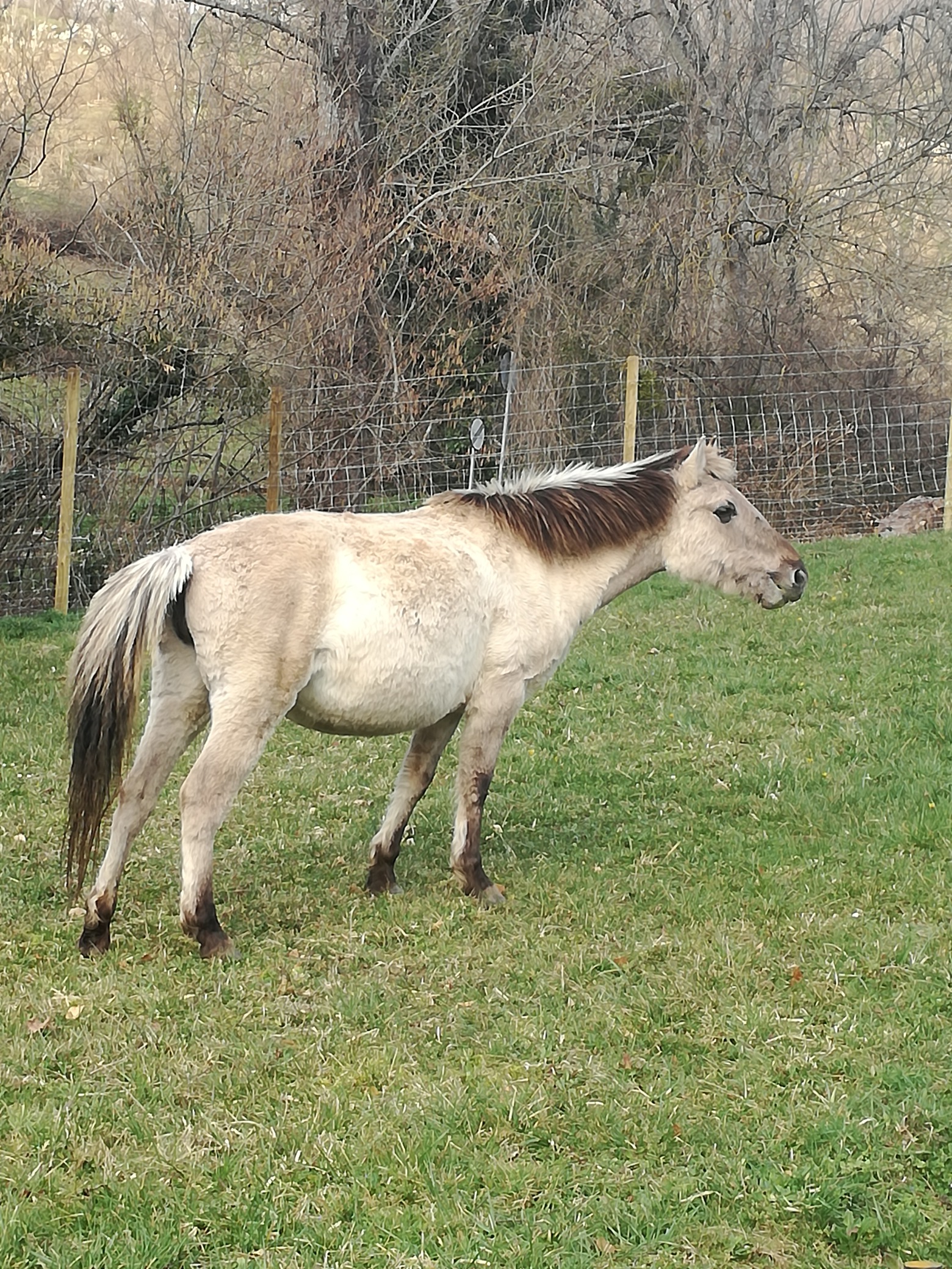 El Parque de la Prehistoria de Teverga incorpora dos ejemplares de caballos tarpanes - Asturias