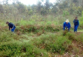 El Programa Activate trabaja en la creación de un Bosque Educativo en la zona del MUJA - Concejo de Colunga