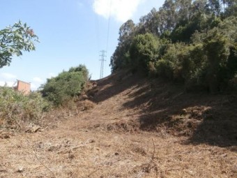 El peligro de los herbicidas debajo de las líneas de alta tensión - Ecología y Medioambiente