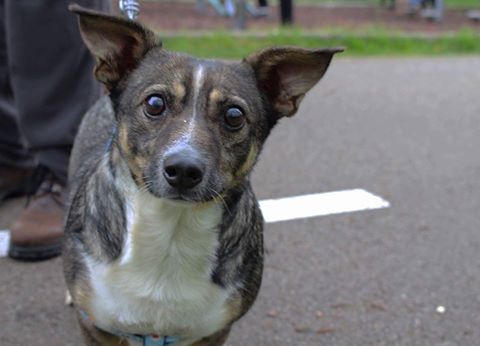 Anímate a adoptar - Noticias Breves
