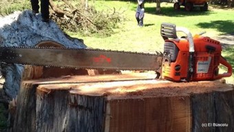 Talado el ciprés macrocarpa del parque D. Hernán Pérez Cubillas - Concejo de Colunga