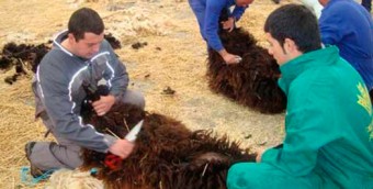 V Concurso de Tosquila de Oveya Xalda, individual con tijera - Ecología y Medioambiente