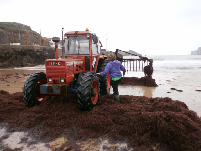 Ecologistas Asturias: El Principado empeñado en acabar con las algas marinas a cualquier precio - Ecología y Medioambiente