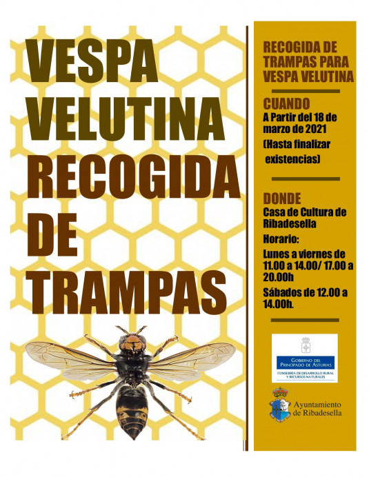 Reparto de Trampas de Vespa Velutina - Concejo de Ribadesella