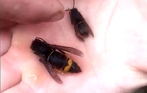 Trampeo complementario Plan Control Avispa Velutina Llanes - Concejo de Llanes