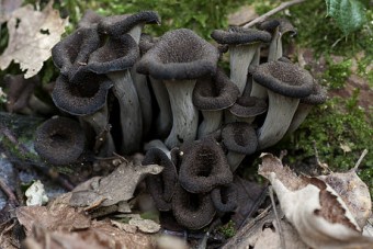 Jornadas Gastronómicas de la Setas Silvestres de Otoño en el Resturante El Mirador, de Lastres - Patrocinadores