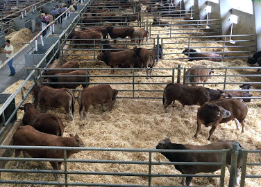 Desarrollo Rural colabora en el lanzamiento de una plataforma virtual para la venta directa de ganado desarrollada por una firma asturiana - Asturias