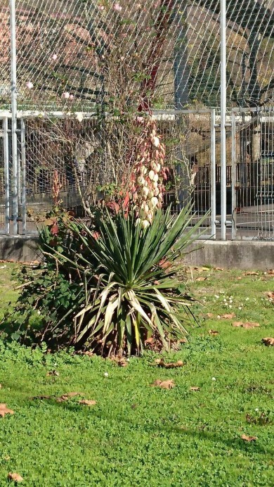 EQUO Nalón solicita los Ayuntamientos de Llangréu y Samartín del Rei Aurelio que actúen contra las especies exóticas invasoras. - Ecología y Medioambiente