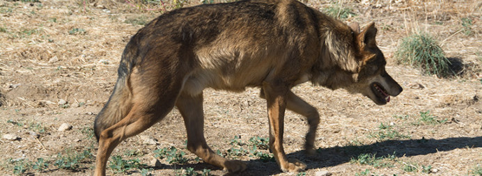 Somos los ganaderos, y no el lobo, los que estamos en peligro de extinción - Economía y Empleo