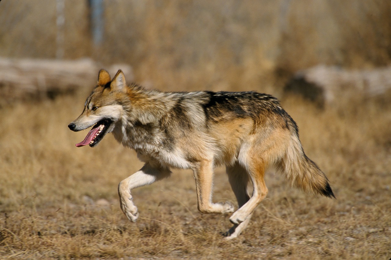 USAGA reclama activar de inmediato el segundo Plan de Gestión del Lobo tras más de 3.000 ataques en Asturias - Asturias