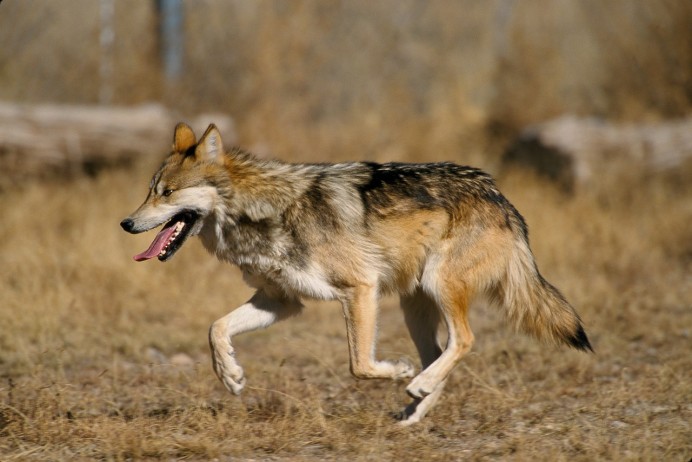 USAGA reclama activar de inmediato el segundo Plan de Gestión del Lobo tras más de 3.000 ataques en Asturias