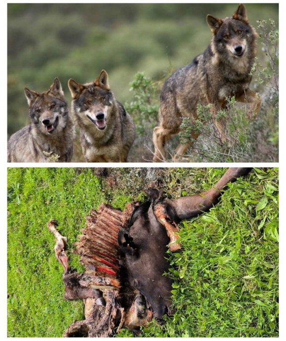 Lobo en el punto de mira: USAGA solicita pronunciamiento al Gobierno Asturiano - Oriente de Asturias